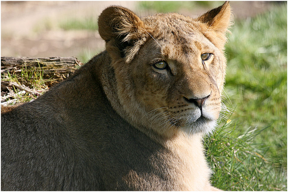 Löwenportrait