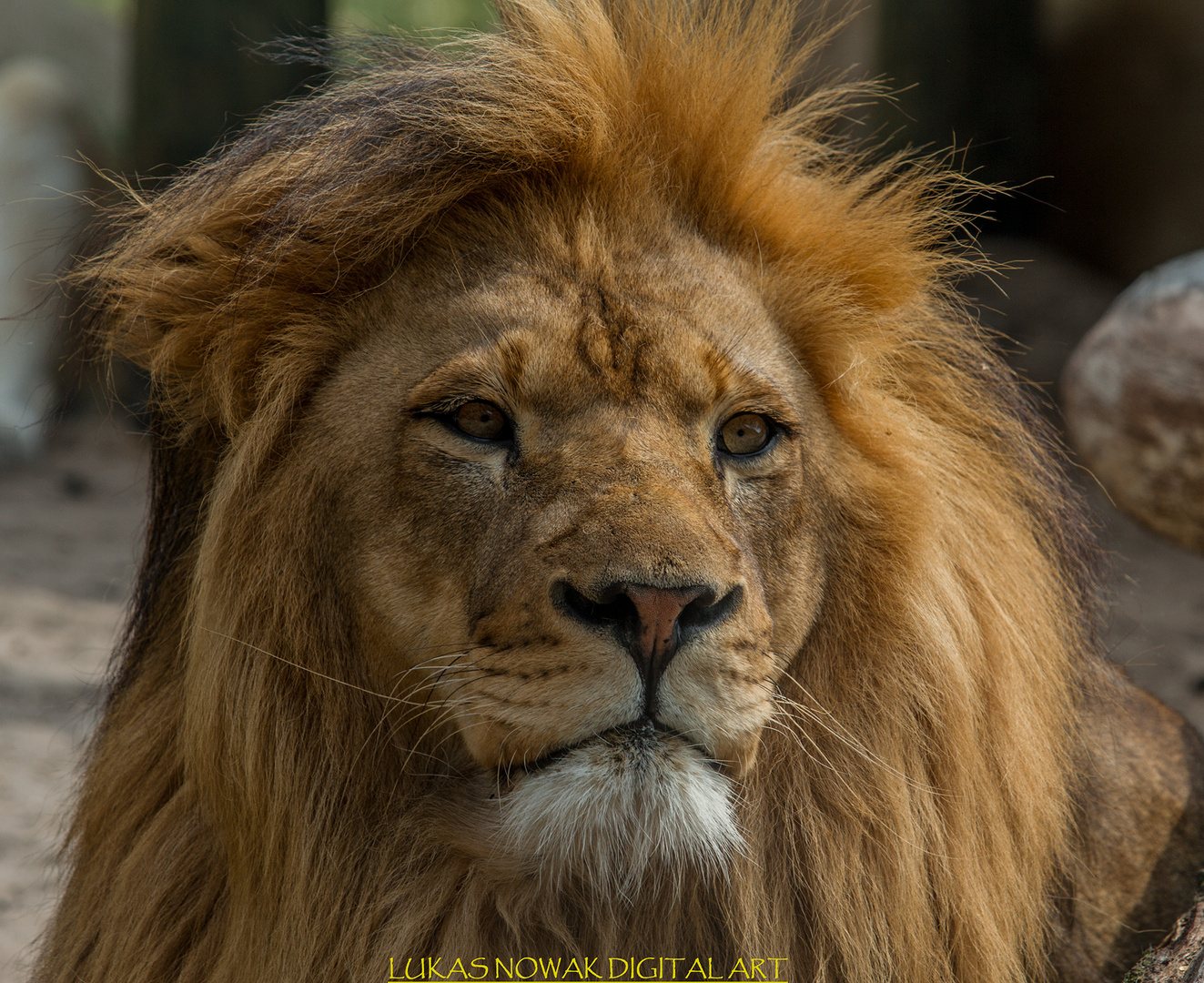 Löwenportrait