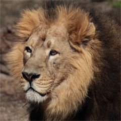"Löwenportrait II"