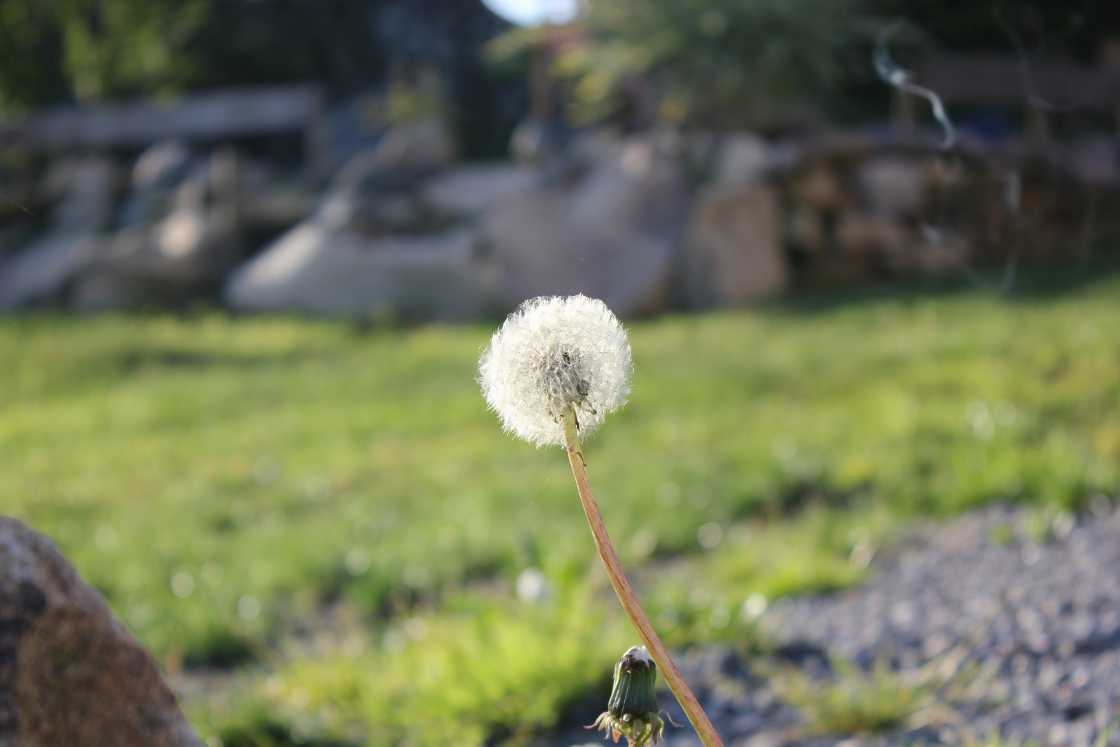 LöwenPusteZahnBlume :)