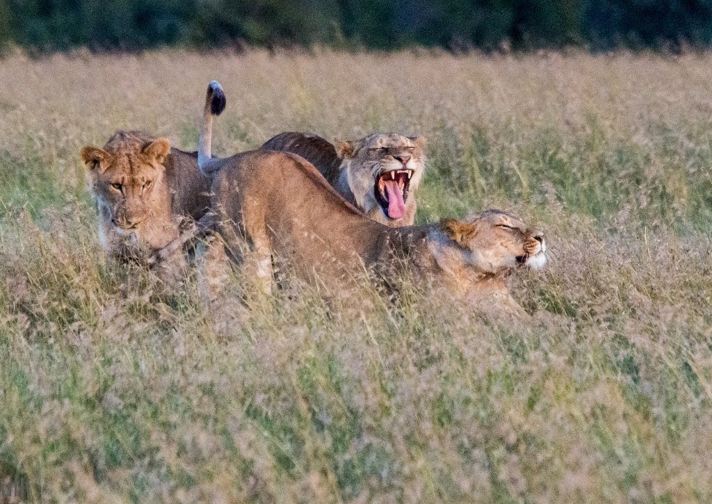 Löwenrudel am Abend - Kenia