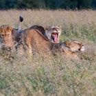 Löwenrudel am Abend - Kenia