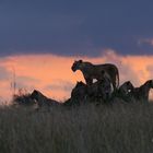 Löwenrudel beim Sonnenuntergang auf der Pirsch