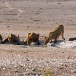 Löwenrudel beim Trinken am Wasserloch