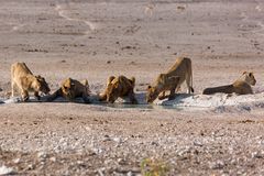 Löwenrudel beim Trinken am Wasserloch