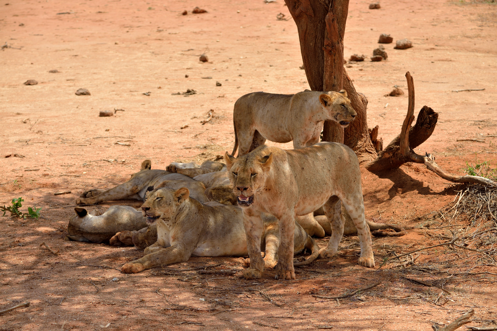 Löwenrudel im Tsavo-East NP 11