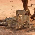 Löwenrudel im Tsavo-East NP 11