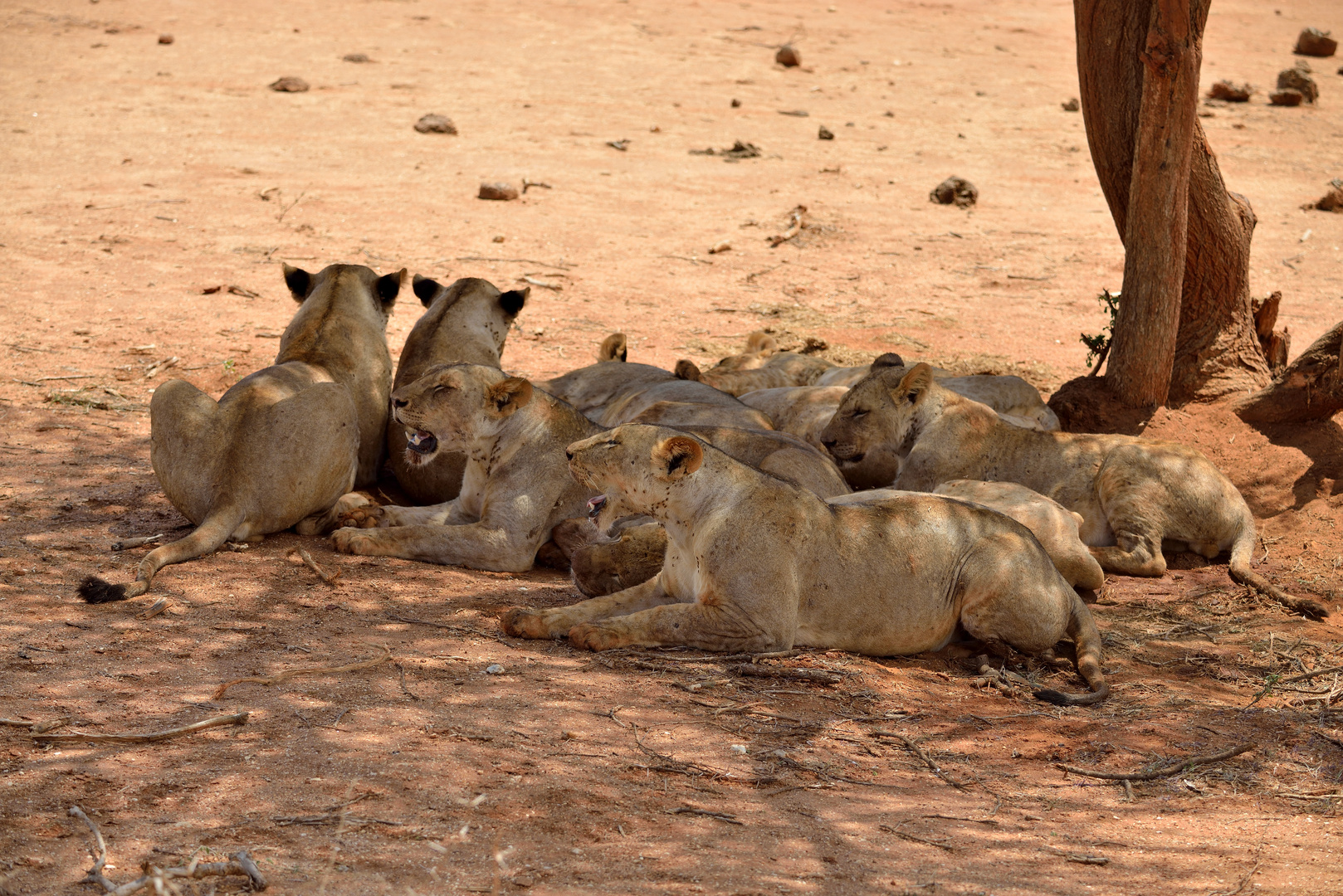 Löwenrudel im Tsavo-East NP 12 Foto & Bild | world, natur, landschaft ...