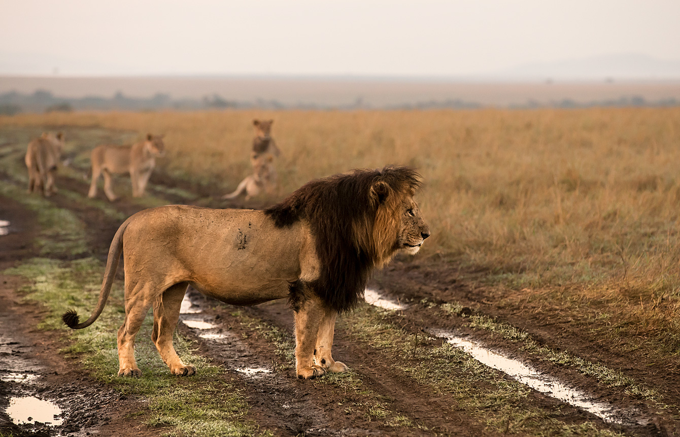 Löwenrudel in der Mara