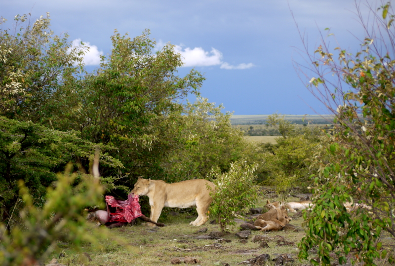 Löwenrudel in der Mara