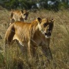 Löwenrudel in der Massai Mara