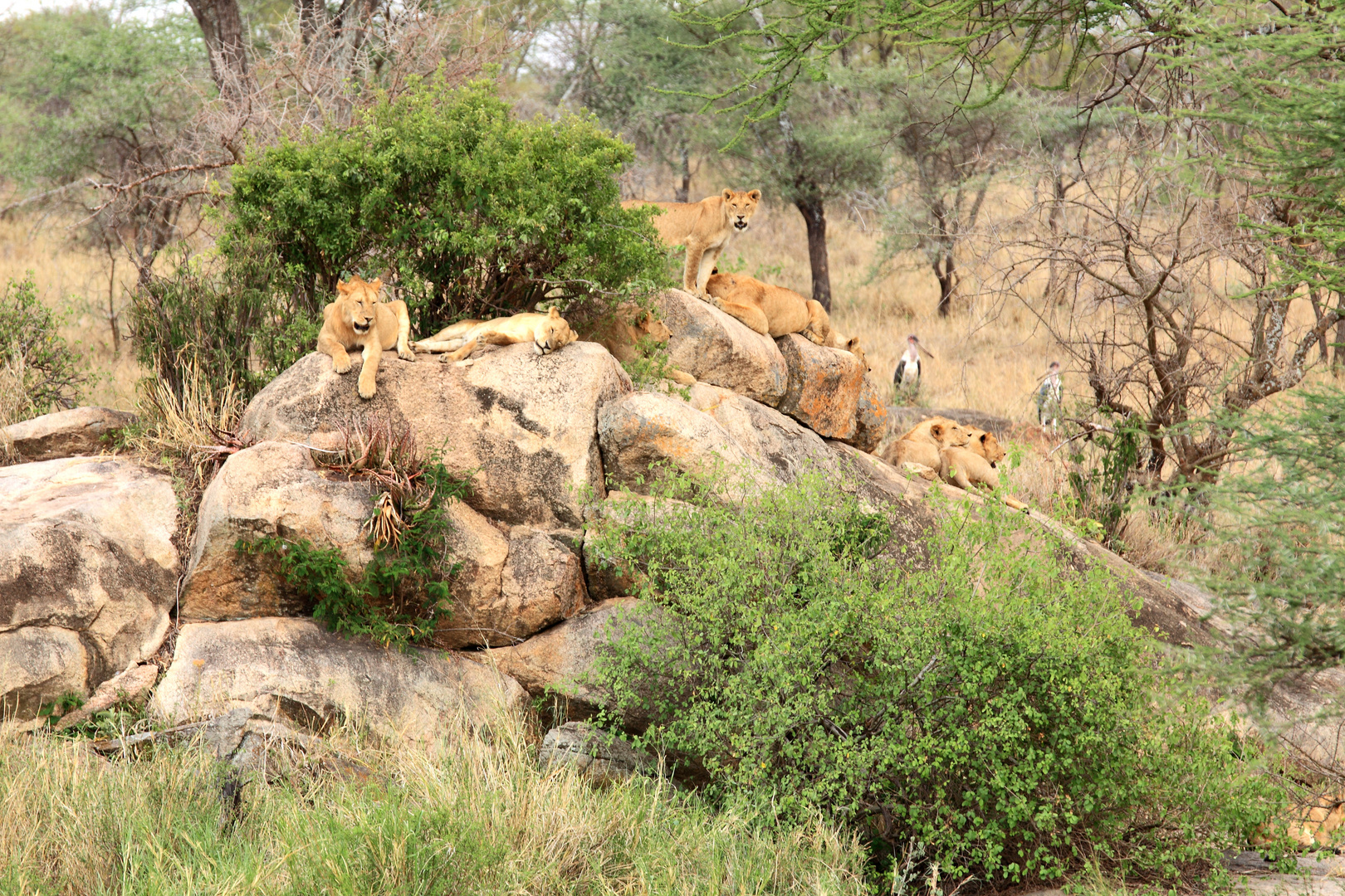 Löwenrudel in der Serengeti.