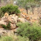 Löwenrudel in der Serengeti.