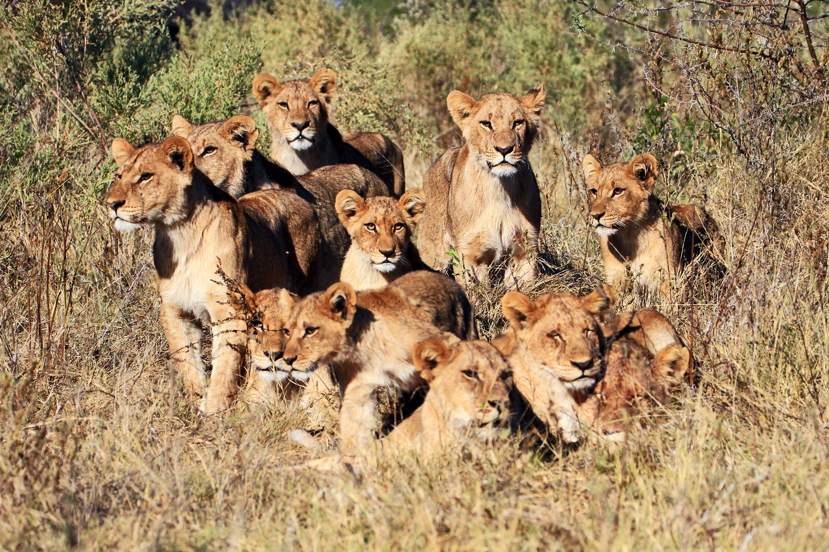 Löwenrudel, Moremi Game Reserve, Botswana