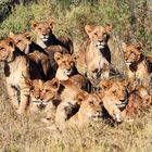 Löwenrudel, Moremi Game Reserve, Botswana