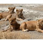 Löwenrudel • Ngorongoro NP