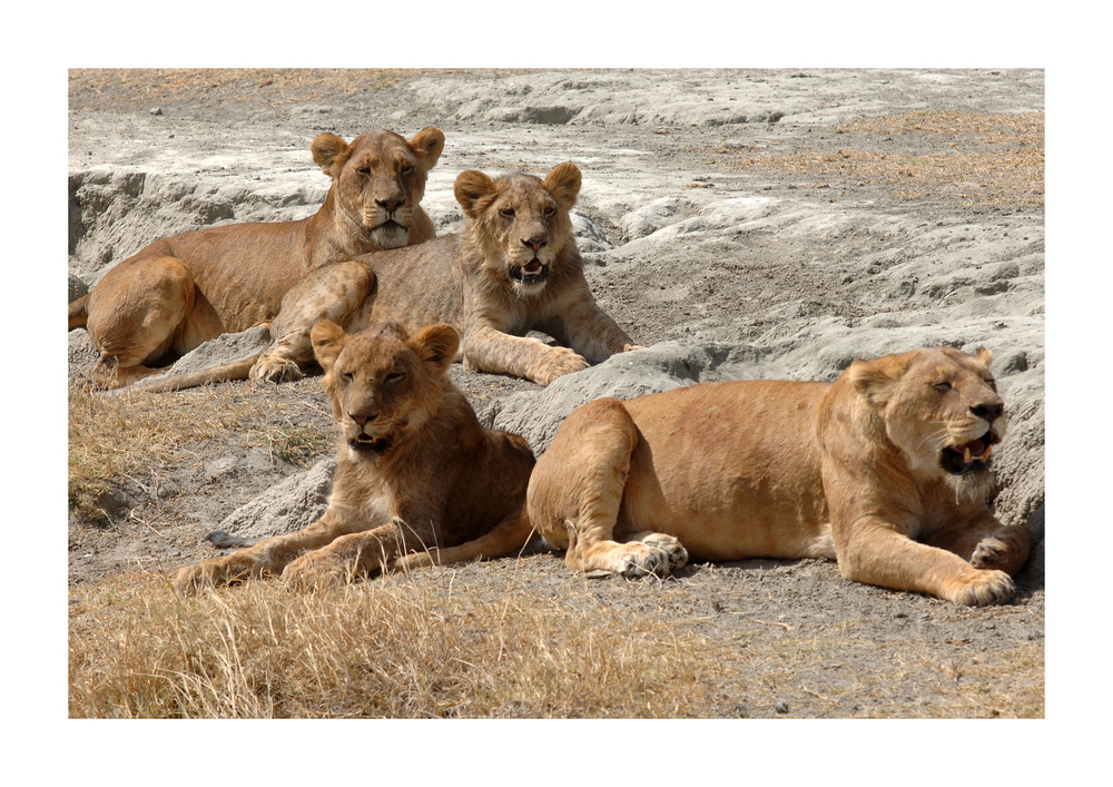 Löwenrudel • Ngorongoro NP