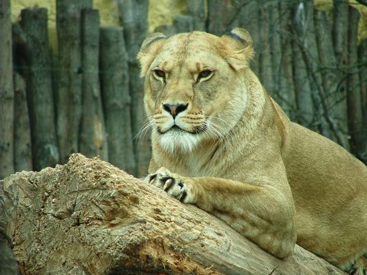 Löwensavanne I im Zoo-Erfurt