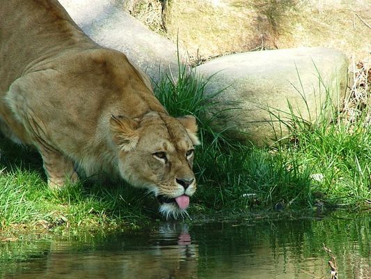 Löwensavanne „Makasi Simba“ im Zoo-Leipzig I