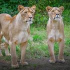 Löwenschwestern