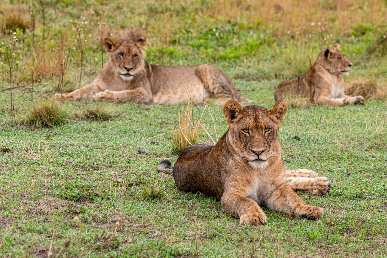 Löwensiesta