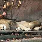 Löwenstarker Schlaf