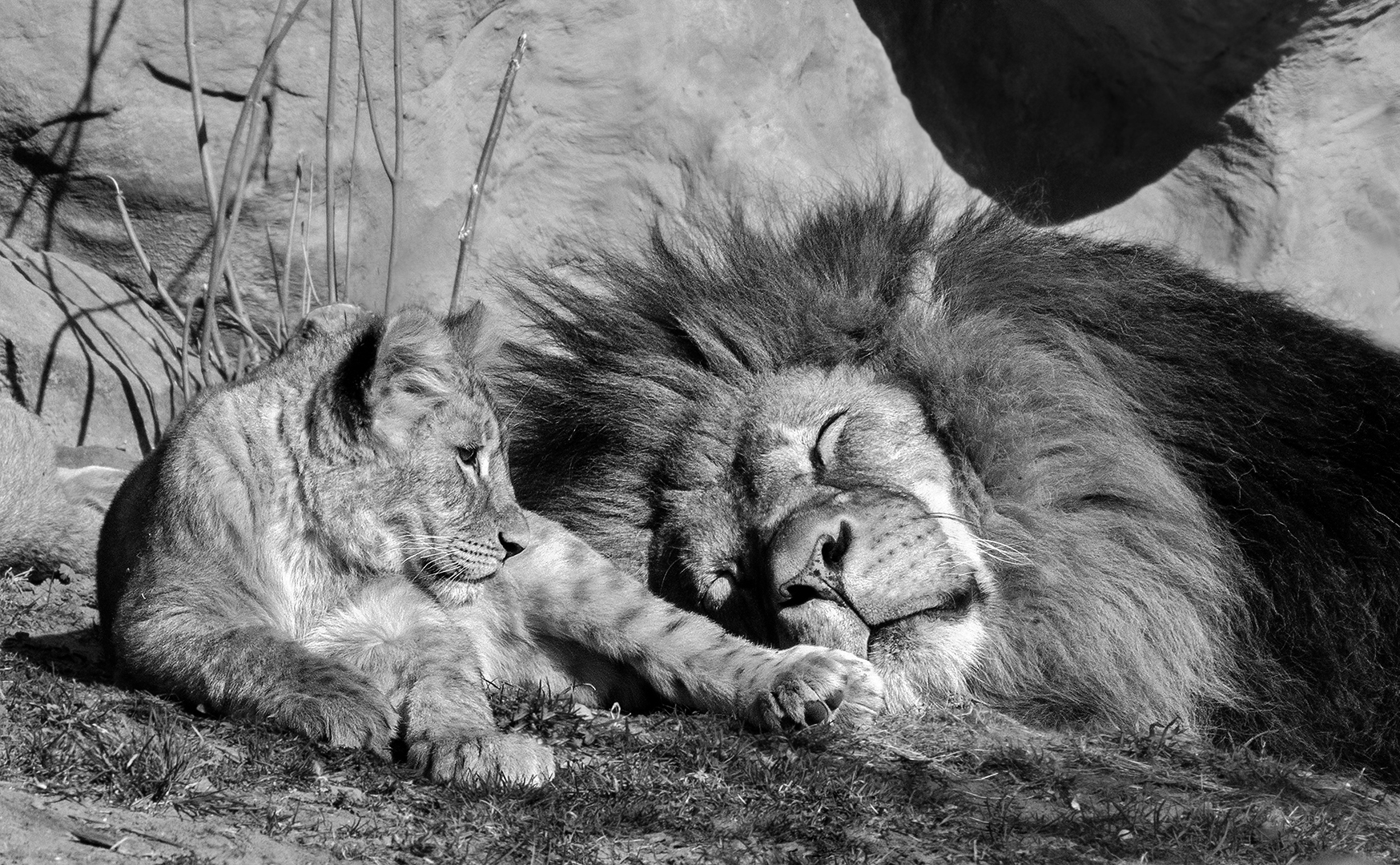 Löwenvater mit Baby 001 