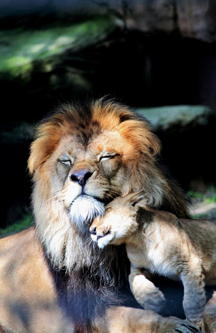 Löwenvater mit Baby