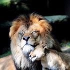 Löwenvater mit Baby