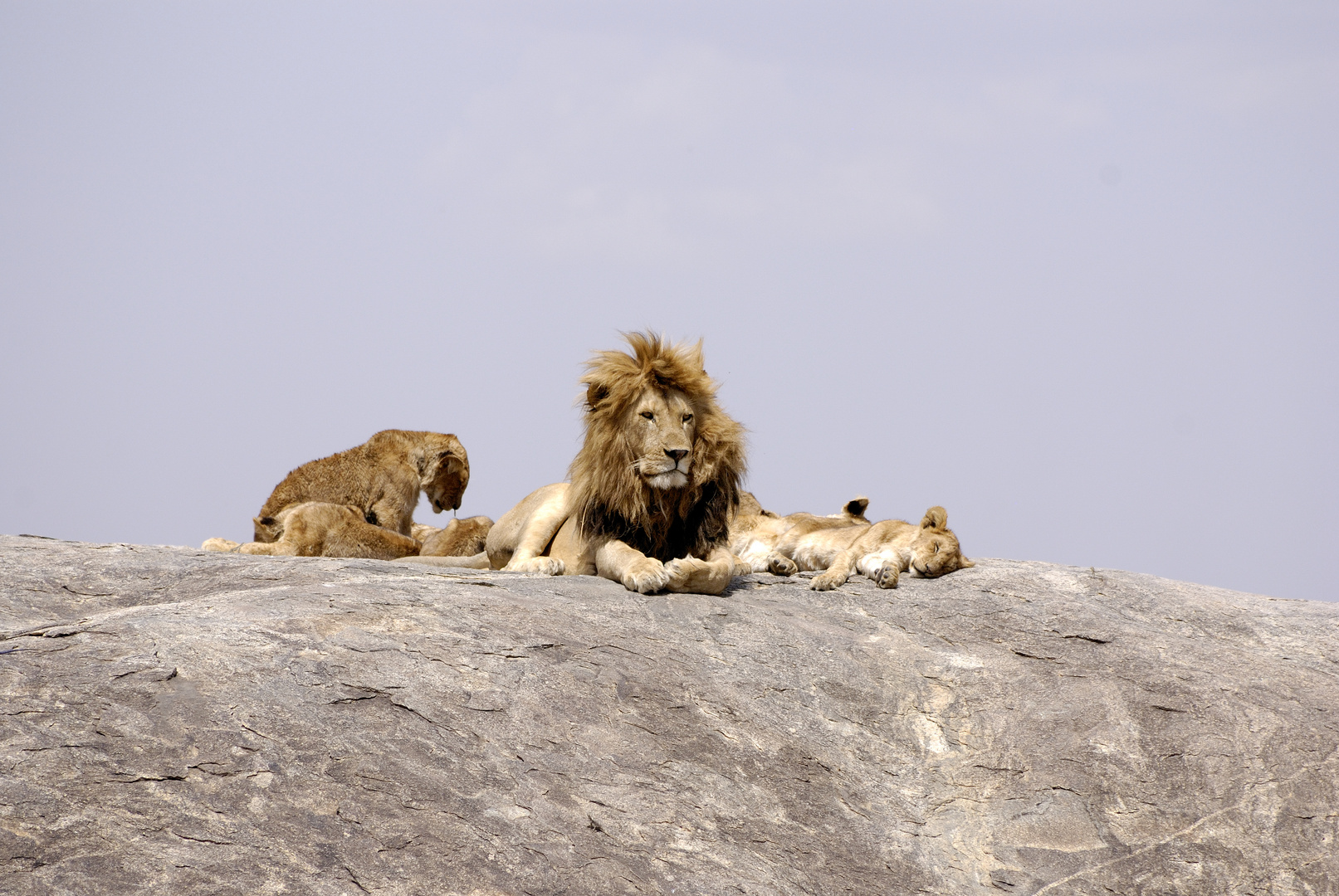 Löwenvater mit Familie