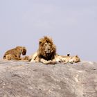 Löwenvater mit Familie