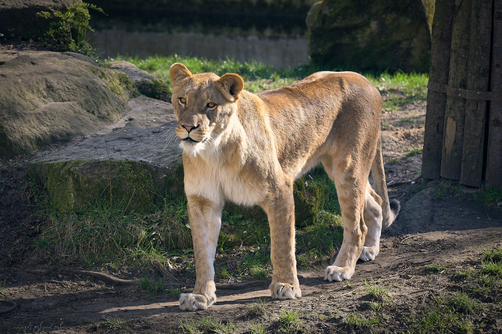 Löwenweibchen 