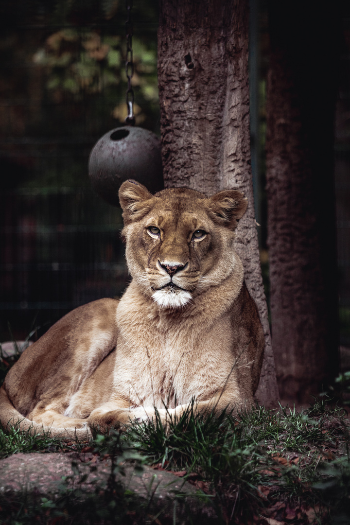 Löwenweibchen im Zoo-Eberswalde