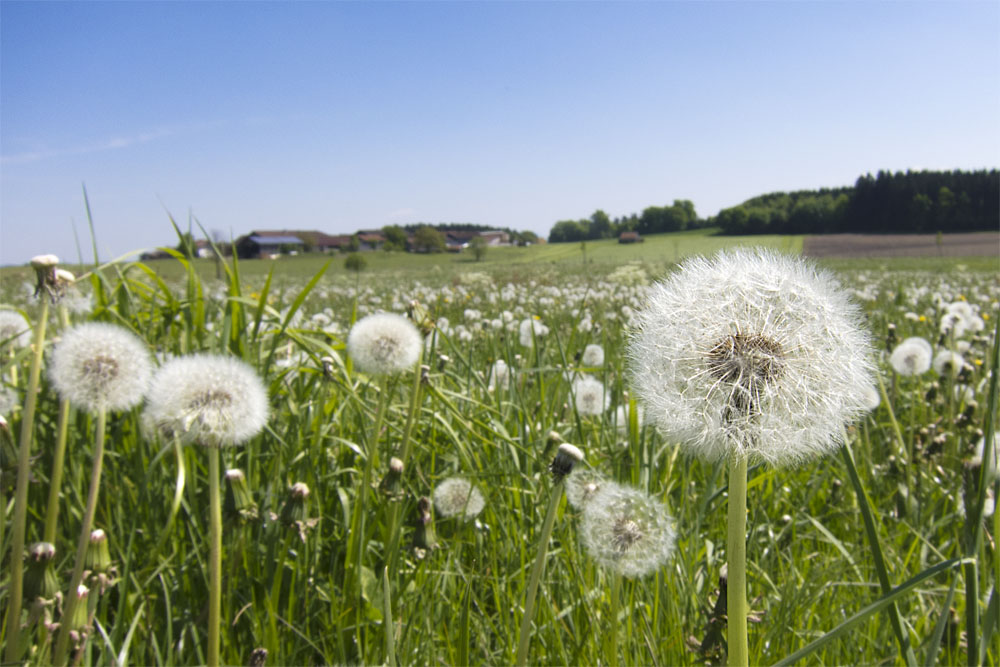 Löwenz ... Äh ... PUSTEBLUME!