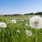 Löwenz ... Äh ... PUSTEBLUME!