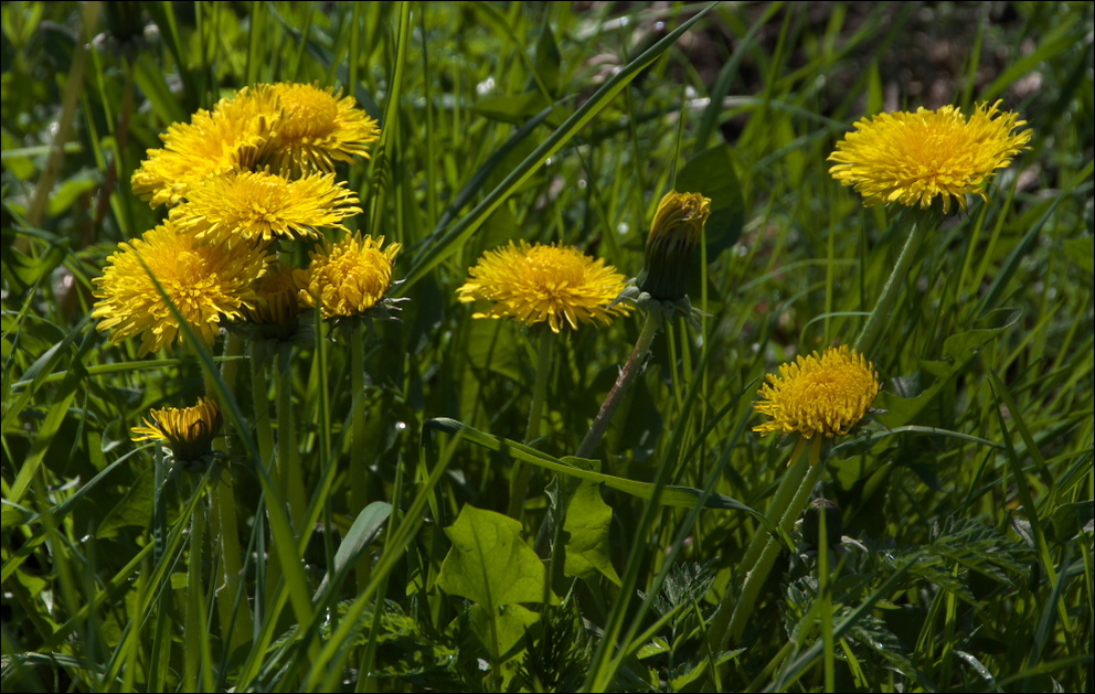 'Löwenzähne'