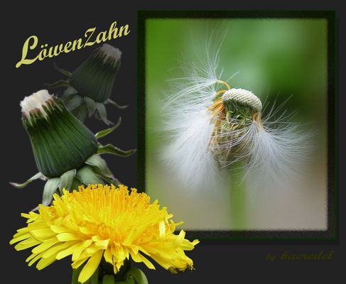 LöwenZähne
