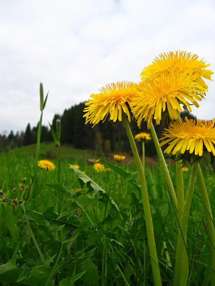 löwenzähne ;)