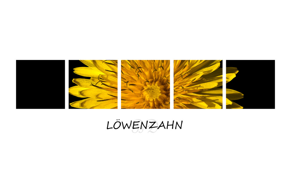 Löwenzahn