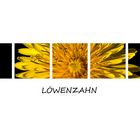 Löwenzahn