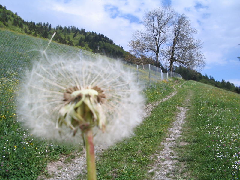 Löwenzahn