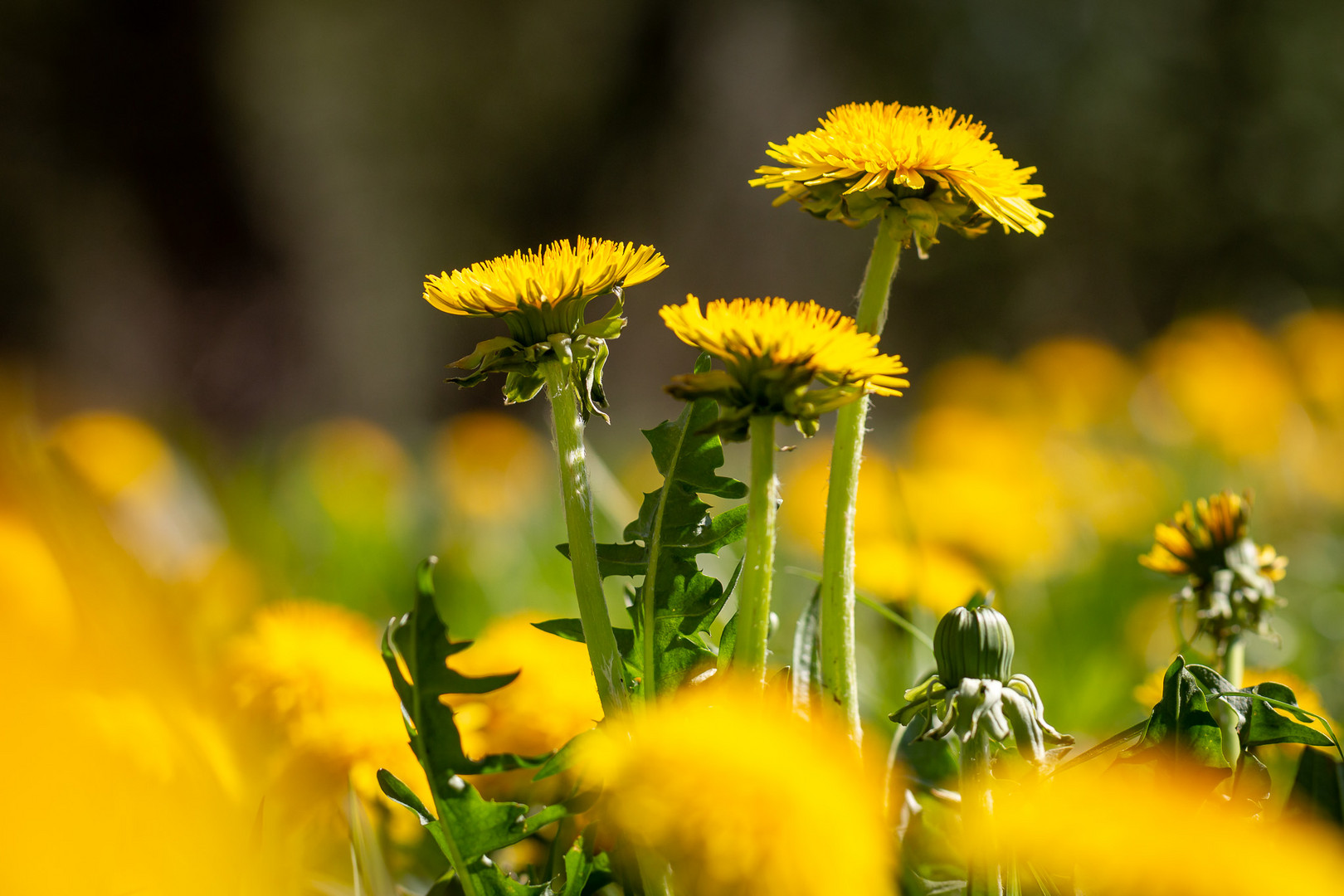 Löwenzahn Foto &amp; Bild | jahreszeiten, frühling, gelb Bilder auf ...