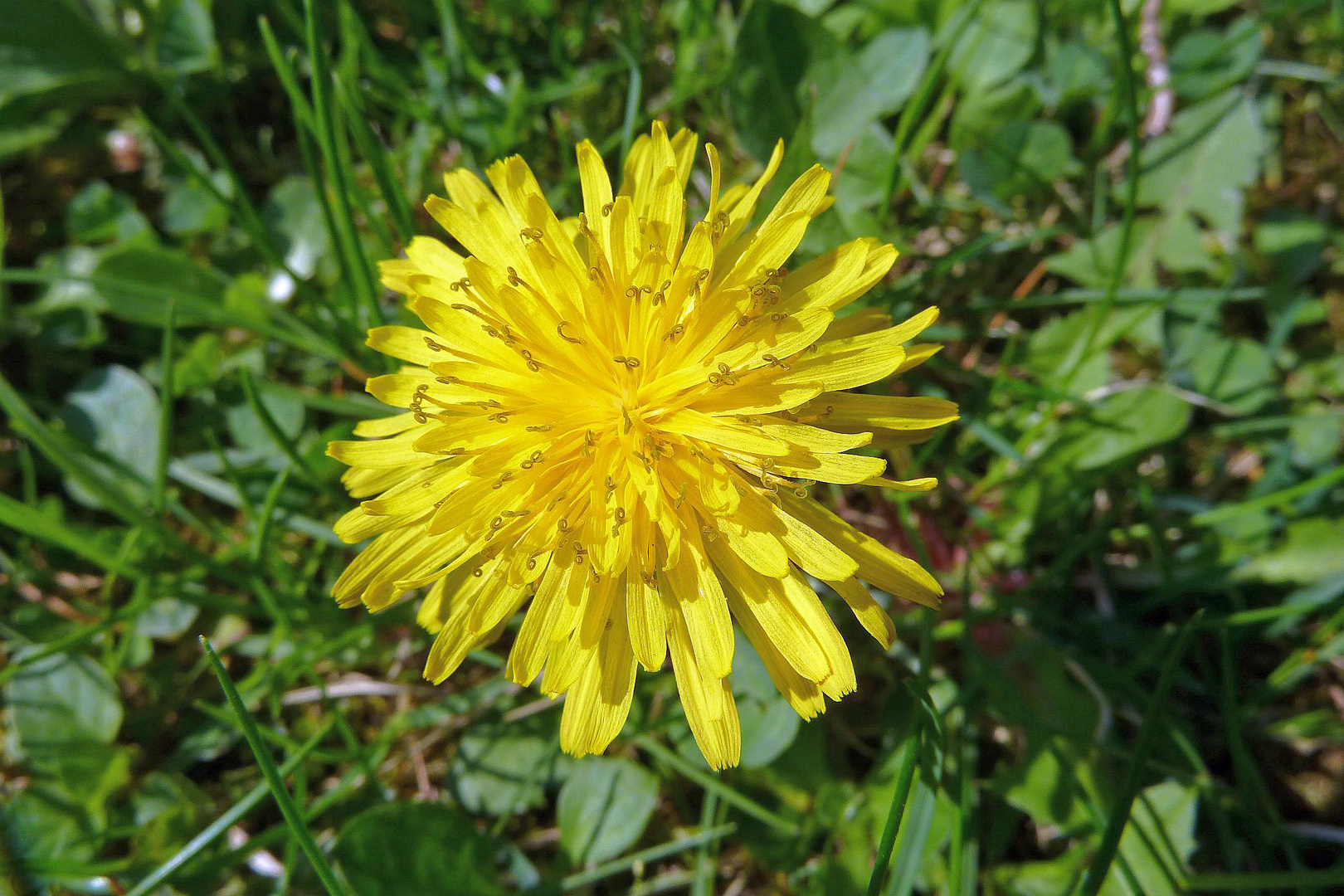 Löwenzahn (24.04.2013)