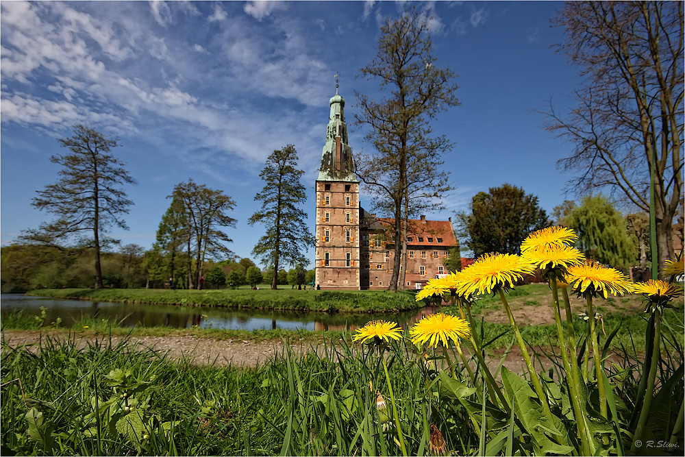 Löwenzahn