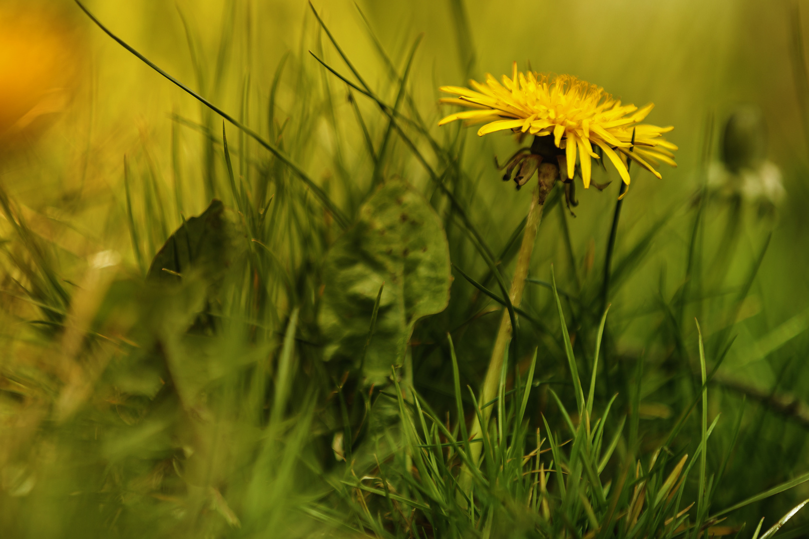 Löwenzahn 3 Foto & Bild pflanzen, pilze & flechten, blüten
