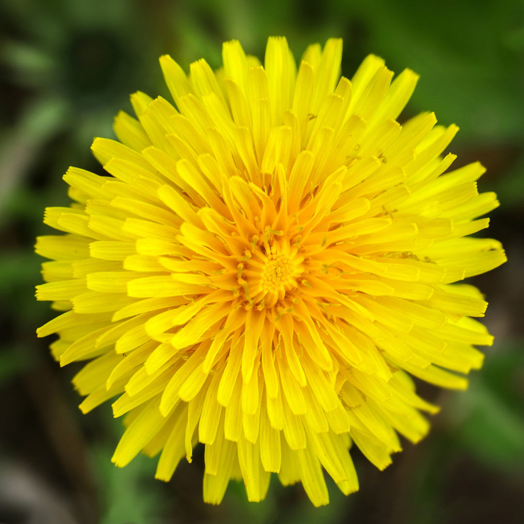 Löwenzahn Foto &amp; Bild | makro, frühling, natur Bilder auf fotocommunity