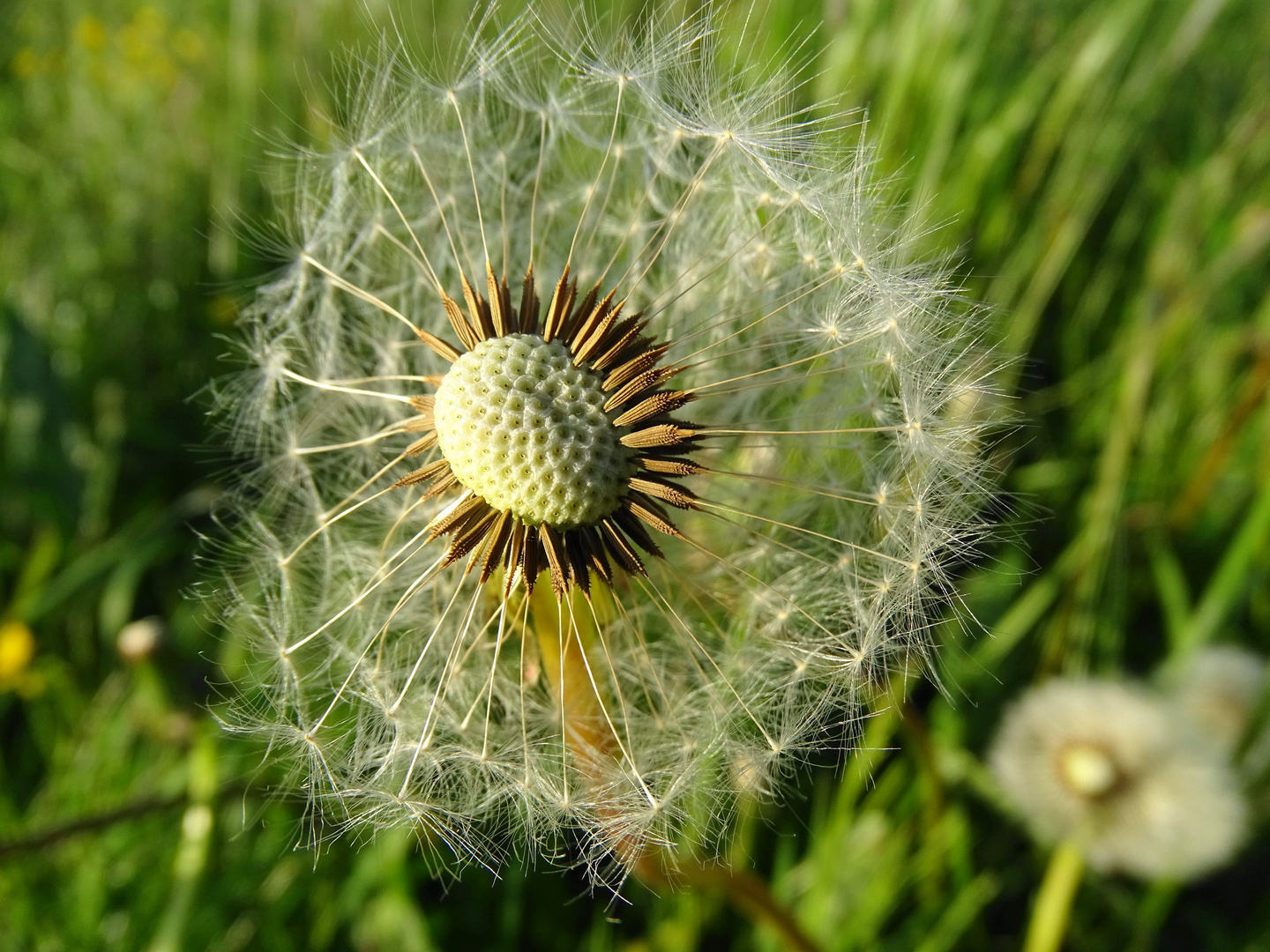 Löwenzahn Foto & Bild natur Bilder auf
