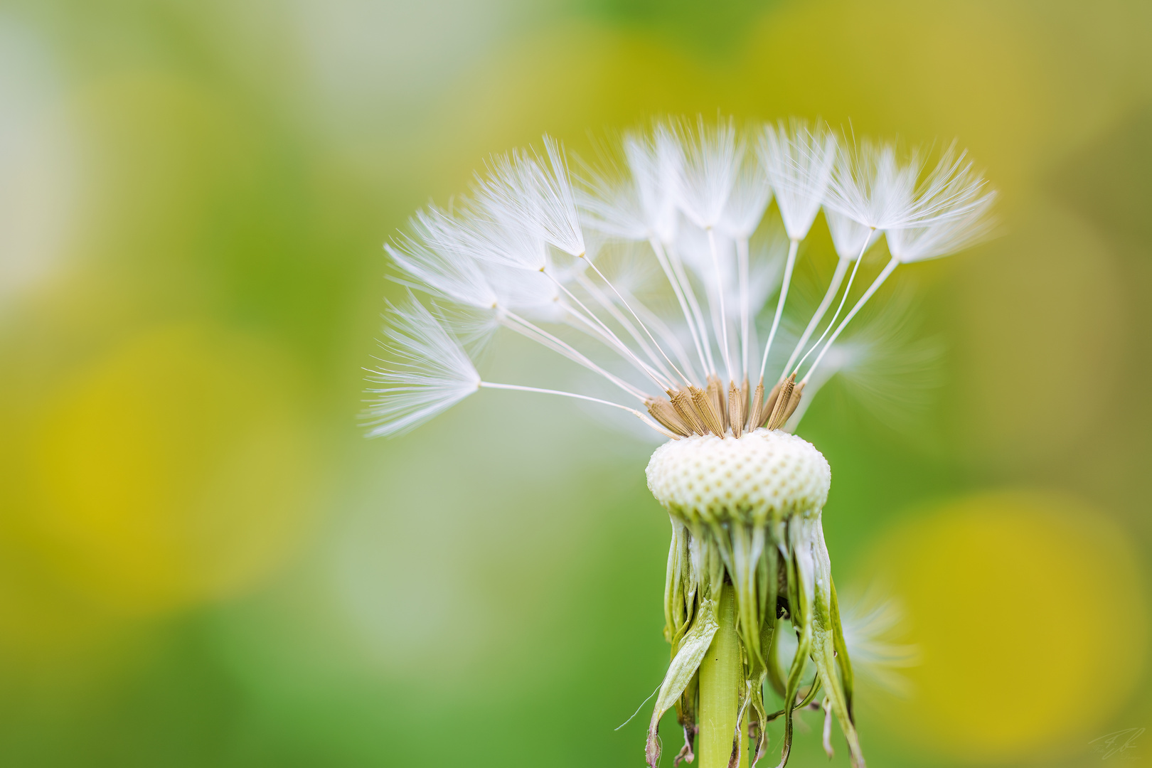 Löwenzahn Foto & Bild pflanzen, pilze & flechten, blüten