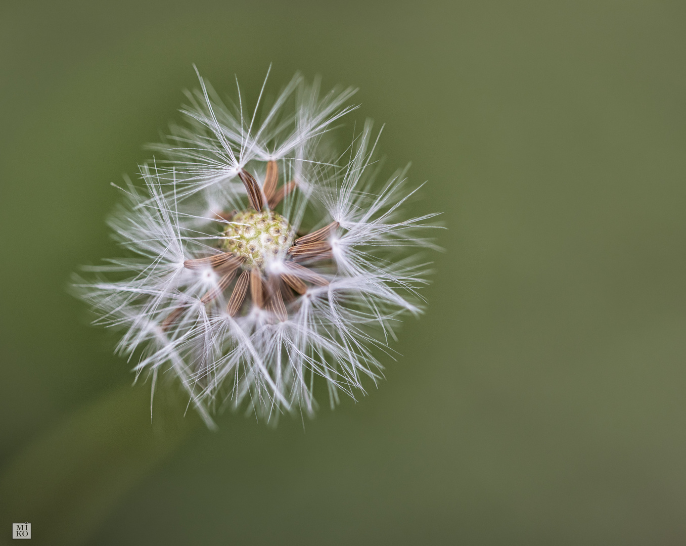 Löwenzahn Foto & Bild naturmakros, projekte, naturkreativ Bilder