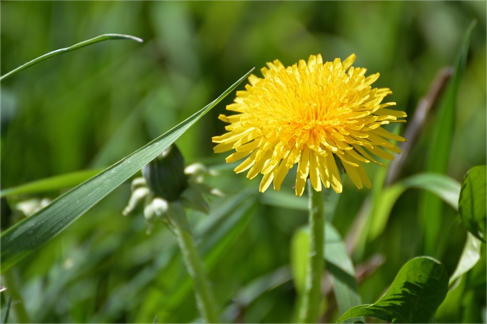 * Löwenzahn * Foto &amp; Bild | jahreszeiten, frühling, frühlingsmotive ...